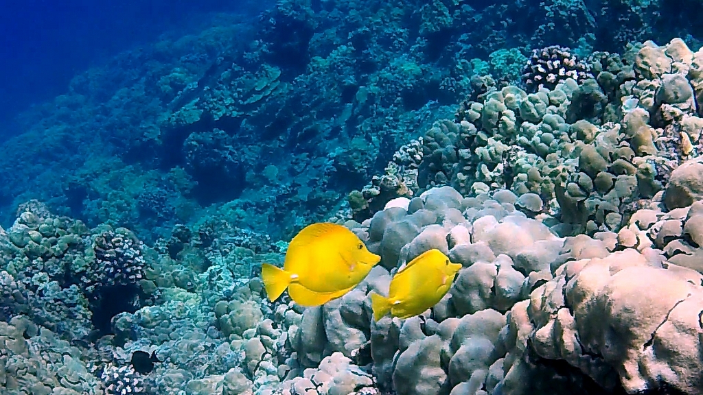 Snorkel at Molokini Crater